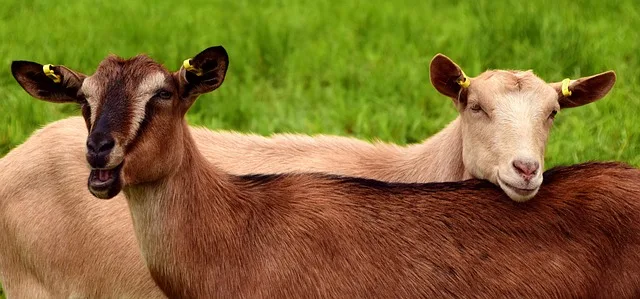 Dwie młode kozy na pastwisku - wkrótce pierwsze kozy zamieszkają w zagrodzie Farmageddon
