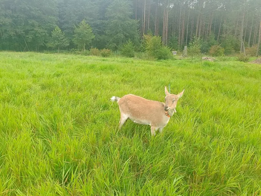 Brązowa koza spogląda w obiektyw na łące pierwszego dnia w nowym gospodarstwie