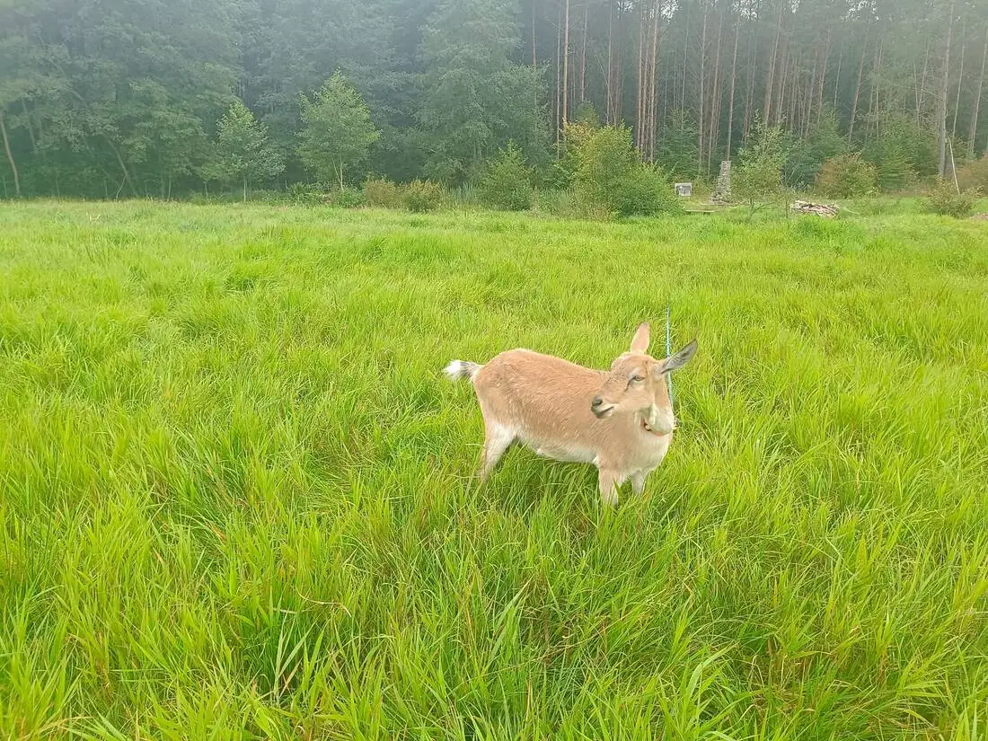 Koza w laktacji stoi na łące, widoczne wypełnione wymię