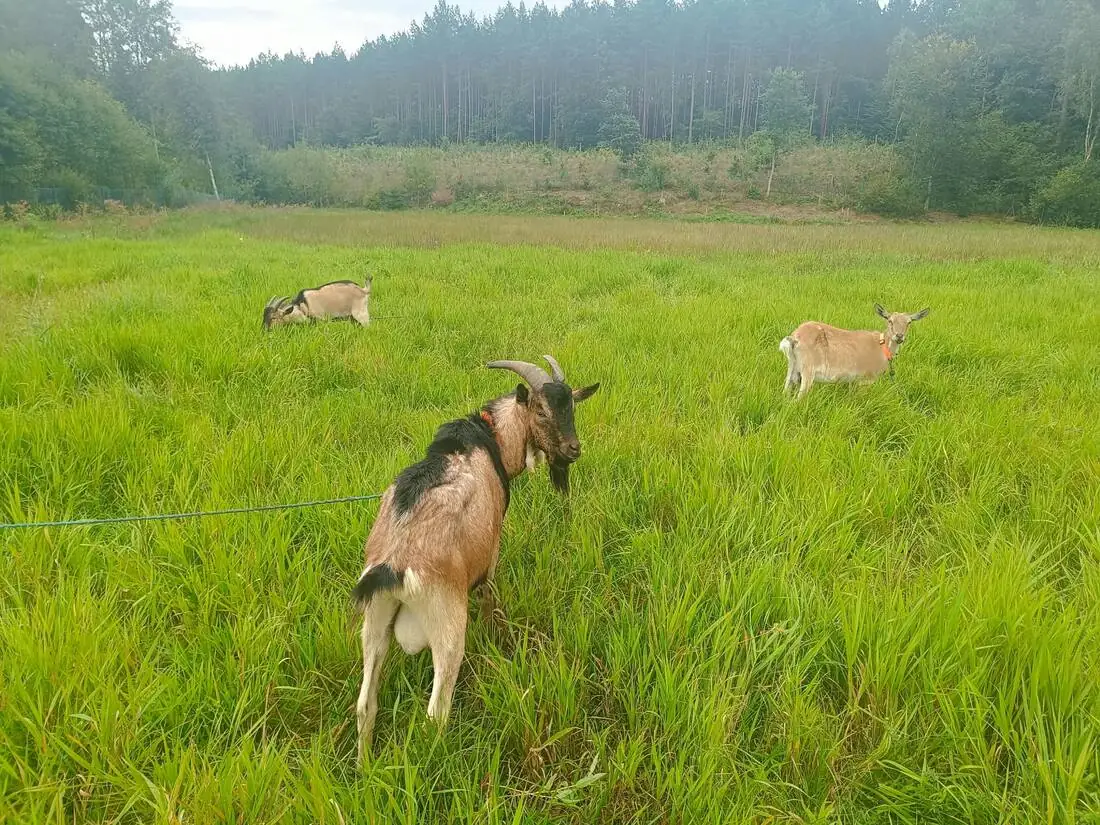Cztery kozy pasą się na łące w Wielkiej Piaśnicy pierwszego dnia po przyjeździe