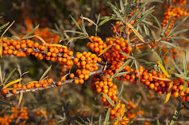 Posadziliśmy 20 Krzaków Rokitnika - Właściwości, Zastosowanie i Nasze Doświadczenia