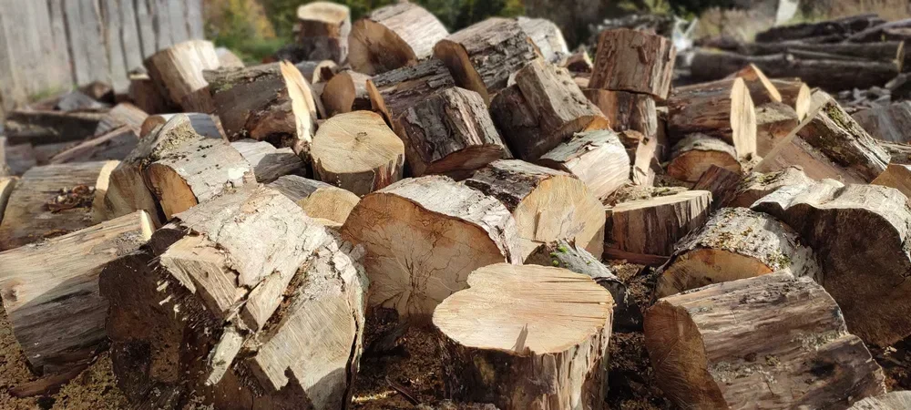 Las poszukuje Drwala - Usługi produkcji drewna