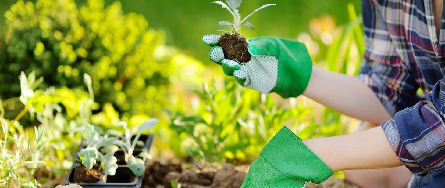 Ogrody poszukują Ogrodnika